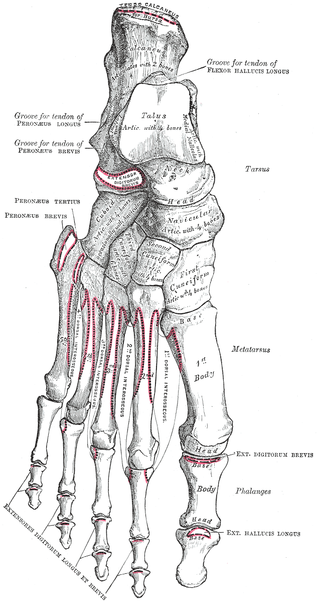 Bones anatomy image