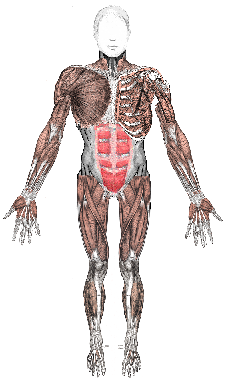 Muscle anatomy image