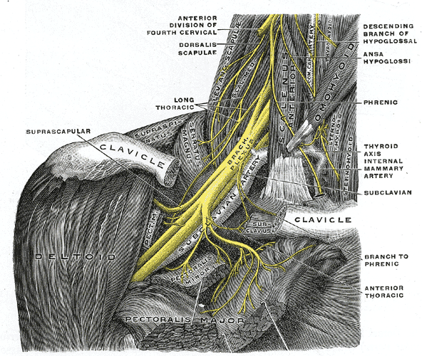 Nerve anatomy image